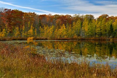 MN - Millie Lacs Pond Autumn Larch Trees 1.jpg