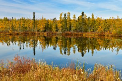 MN - Millie Lacs Pond Autumn Larch Trees 2.jpg