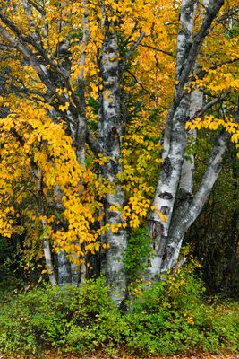 MT - Glacier National Park Autumn Aspens.jpg
