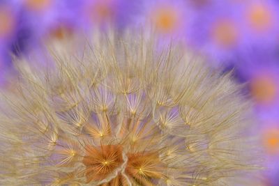CO - Crested Butte Seeds And Asters.jpg