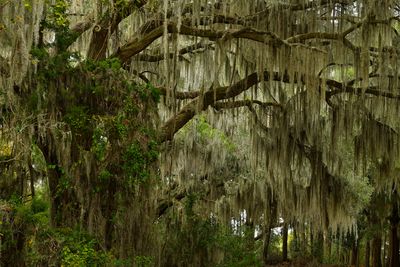 SC - Savannah National WIldlife Refuge Spanish Moss.jpg