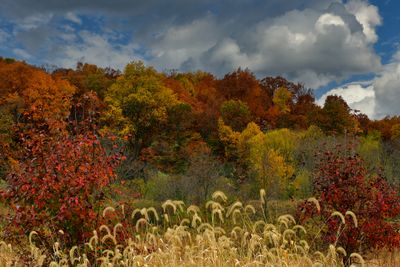 VA - Autumn Treescape 1.jpg