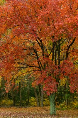 VA - Autumn Treescape 2.jpg