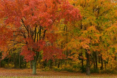 VA - Autumn Treescape 3.jpg