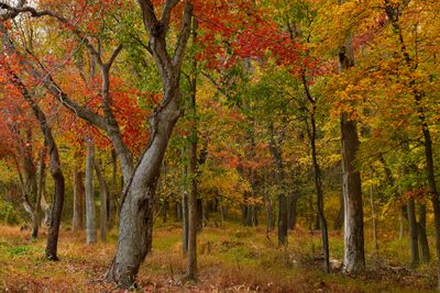 VA - Autumn Treescape 4.jpg