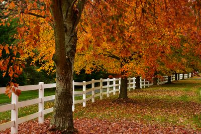 VA - Autumn Treescape 5.jpg