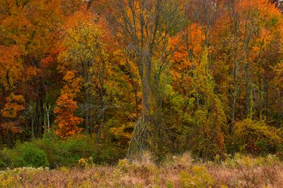 VA - Autumn Treescape 6.jpg