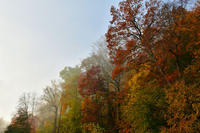 VA - Great Falls National Park Treescape.jpg