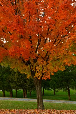 VA - New River Gorge National Park 1.jpg