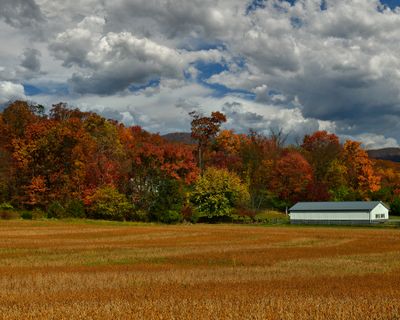 VA - Soybean Farm.jpg