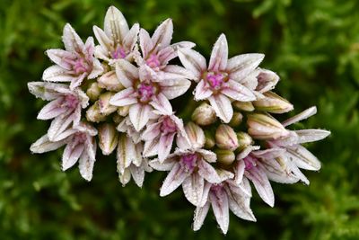 WA - Olympic National Park Dew Drop Flower 1.jpg