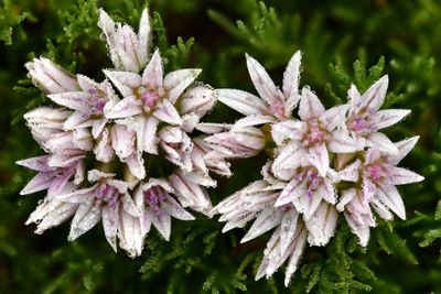 WA - Olympic National Park Dew Drop Flower 2.jpg