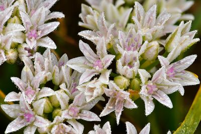 WA - Olympic National Park Dew Drop Flower 3.jpg