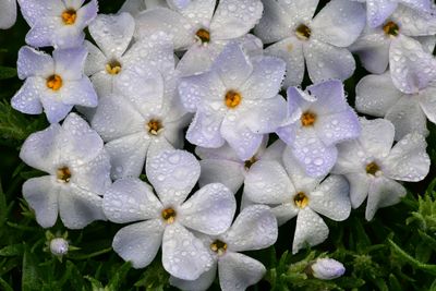 WA - Olympic National Park Dew Drop Forget Me Nots 1.jpg