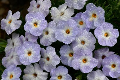 WA - Olympic National Park Dew Drop Forget Me Nots 2.jpg