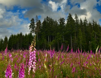 WA - Olympic National Park Foxglove Field.jpg