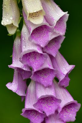 WA - Olympic National Park Rain Drop Foxglove.jpg