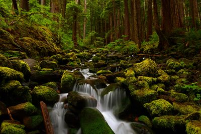 WA - Olympic National Park Sol Duc Stream 2.jpg