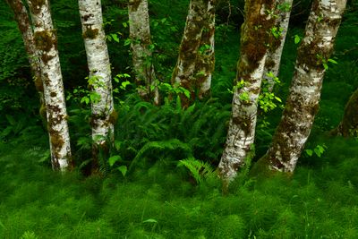 WA - Olympic National Park Treescape.jpg