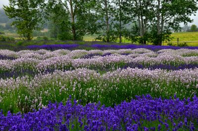 WA - Sequim Lavender Farm.jpg