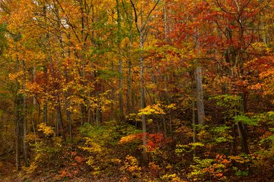 WV - Hawkes Nest State Park 2.jpg