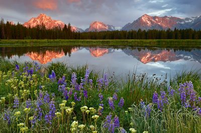 WY - Grand Teton National Park - Lupine Pond.jpg