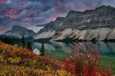 Canada Banff National Park Bow Lake Autumn Fireweed.jpg