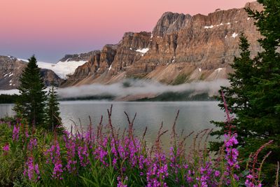 Canada Banff National Park Bow Lake Fireweed Sunrise.jpg