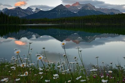 Canada Banff National Park Herbert Lake Daisies.jpg