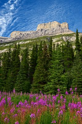 Canada Jasper National Park Fireweed and Peaks 1.jpg