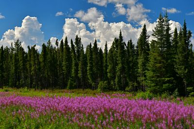 Canada Jasper National Park Fireweed Field.jpg