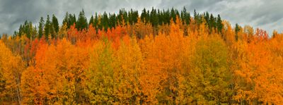 Canada Yukon Autumn Colors 1.jpg
