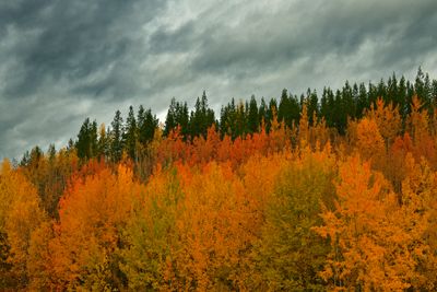 Canada Yukon Autumn Colors 2.jpg