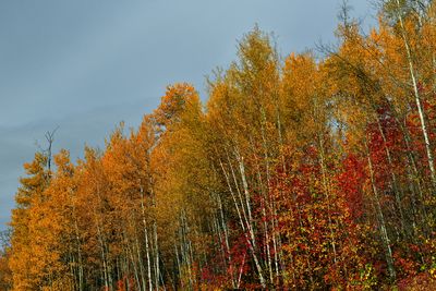 Canada Yukon Autumn Colors 4.jpg