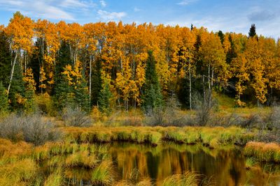 Canada Yukon Autumn Colors 6.jpg