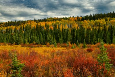 Canada Yukon Autumn Colors 7.jpg