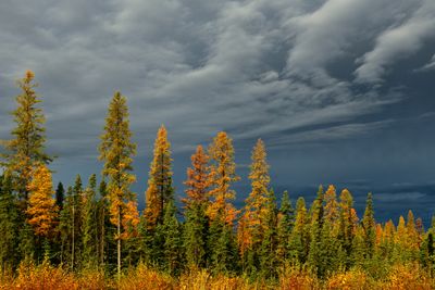 Canada Yukon Autumn Larch Trees 1.jpg