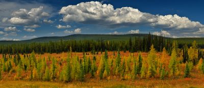 Canada Yukon Autumn Larch Trees 2.jpg