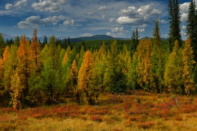 Canada Yukon Autumn Larch Trees 3.jpg