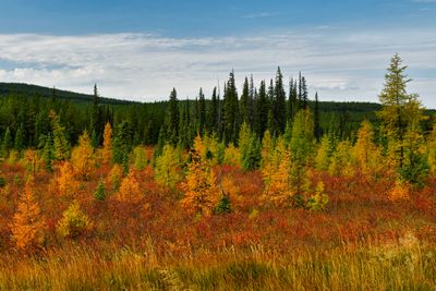 Canada Yukon Autumn Larch Trees 4.jpg