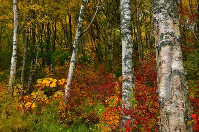 AK - Anchorage Treescape 1.jpg