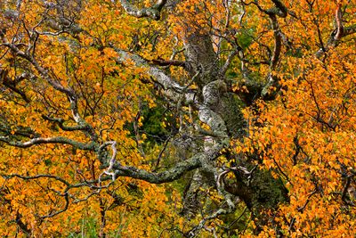 AK - Anchorage Treescape 2.jpg