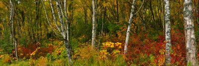 AK - Anchorage Treescape Pano.jpg