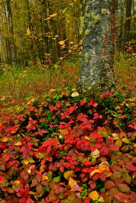 AK - Birdsong Falls Fall Treescape 1.jpg