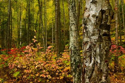 AK - Birdsong Falls Fall Treescape 2.jpg