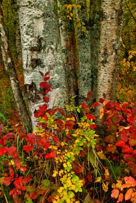 AK - Birdsong Falls Fall Treescape 3.jpg