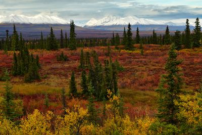 AK - Denali Highway Fall Alaskan Range 1.jpg