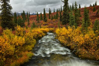 AK - Denali Highway Fall Cascading Creek 1.jpg