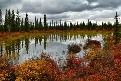 AK - Denali Highway Fall Pond 1.jpg