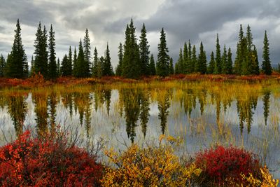 AK - Denali Highway Fall Pond 2.jpg